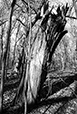At Rest 35